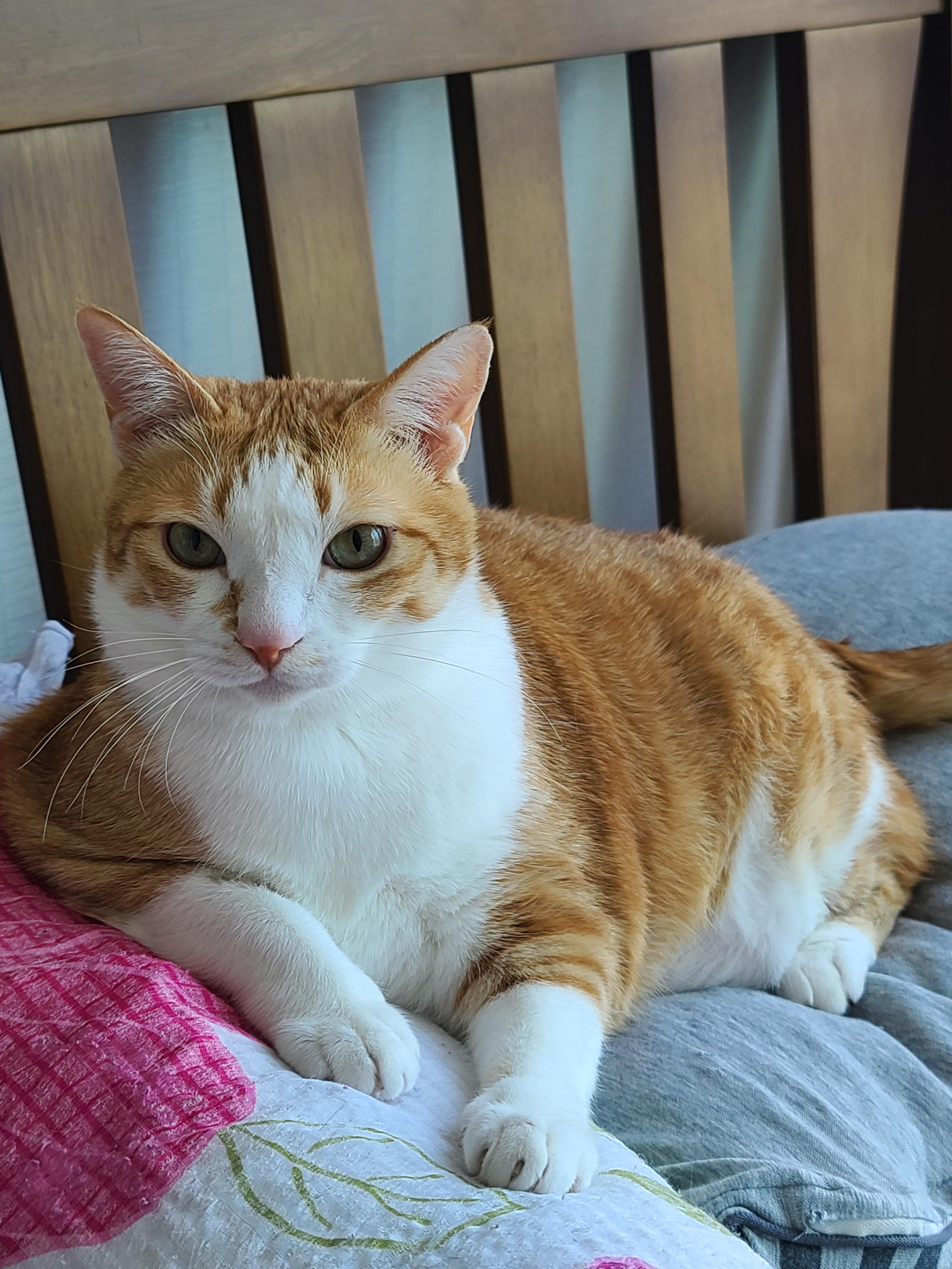 일요일 아침. 봄햇살에 기분이 좋은 고양이들.