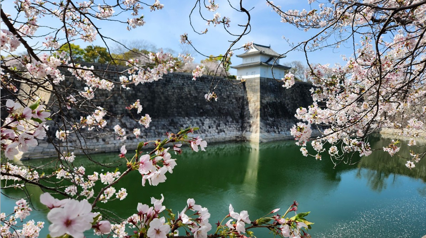 오사카성 벚꽃