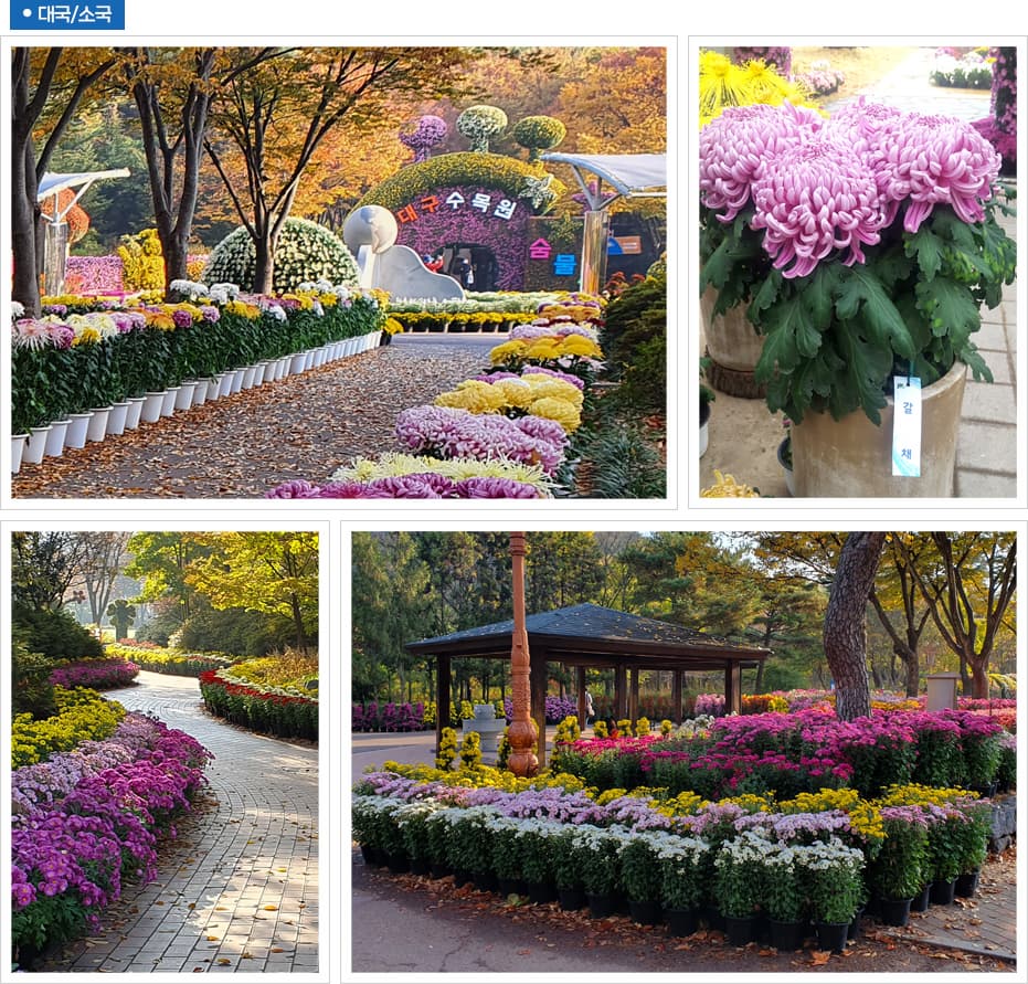 2025 대구수목원 국화전시회
