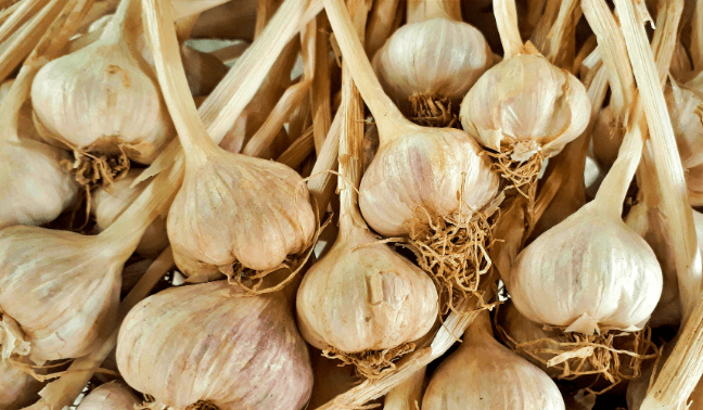 면역력에-좋은 음식-마늘