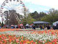 2024 태안 튤립축제