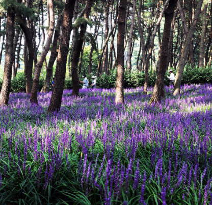 제3회 장항 맥문동 꽃축제