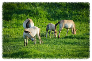 호스타이 국립공원