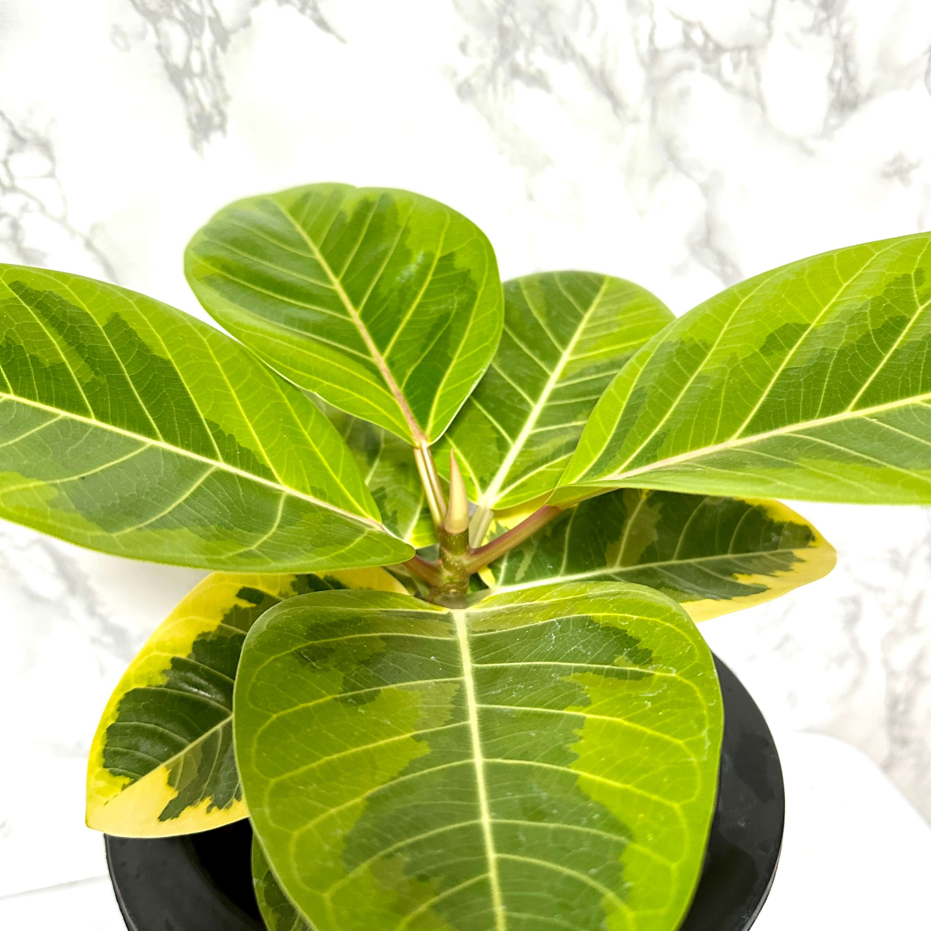 뱅갈 고무나무 실내에서 키우는 법