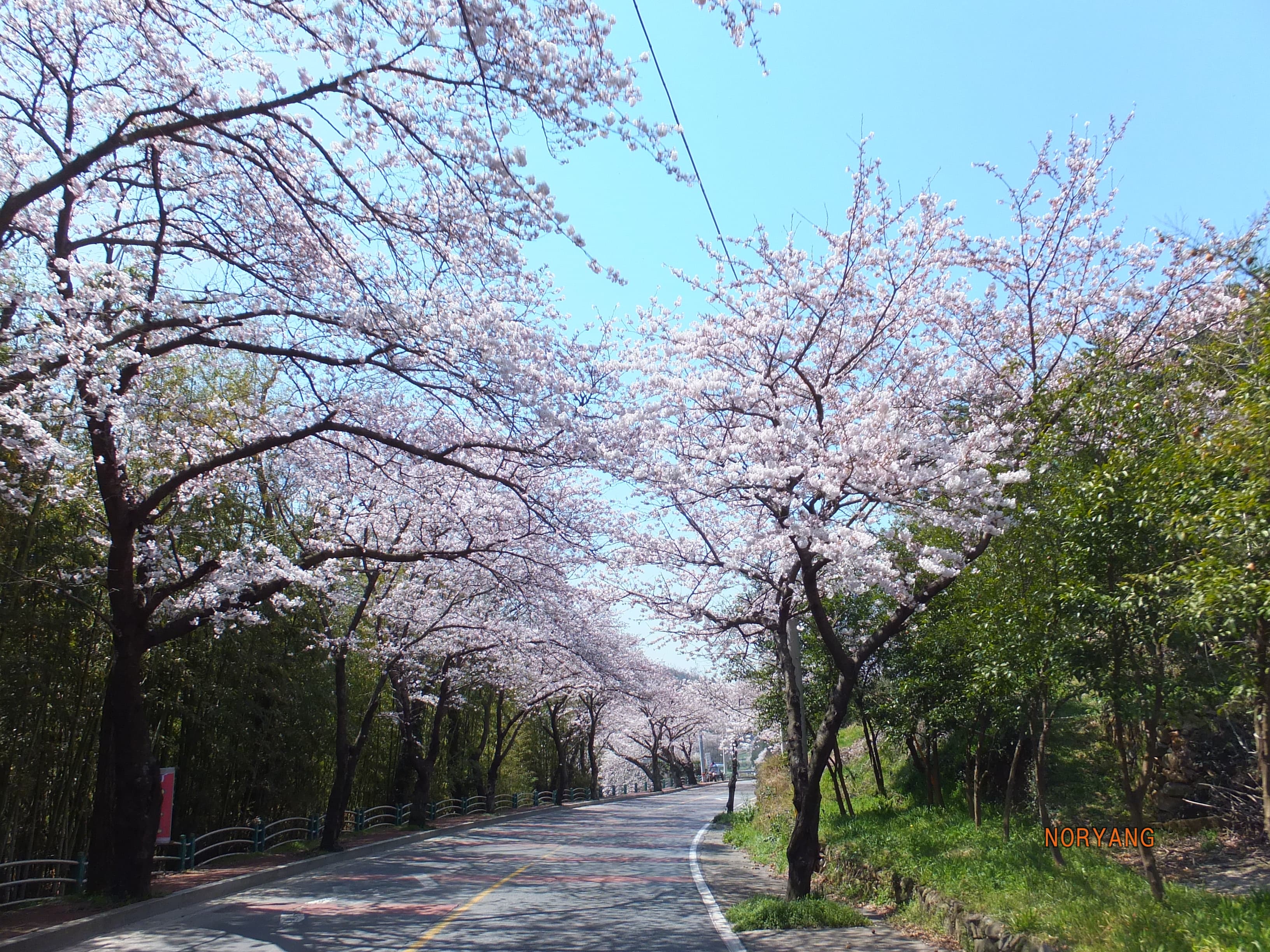 남해의 벚꽃 터널