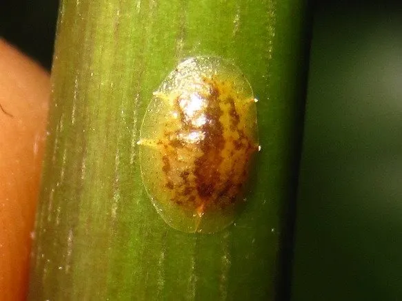 화분 깍지벌레 제거 면봉닦기 알코올희석 분무 재발방지 체크_4