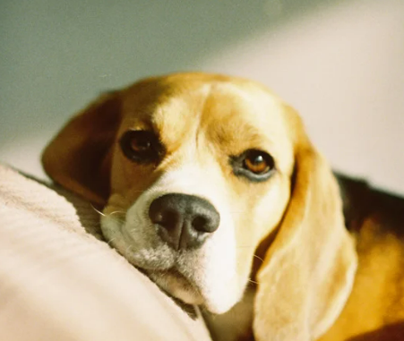 강아지 녹내장 증상, 수술 필수인가? 예방 및 치료법 한 번에 정리