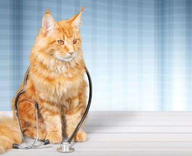 목에 청진기를 매달고 있는 고양이.