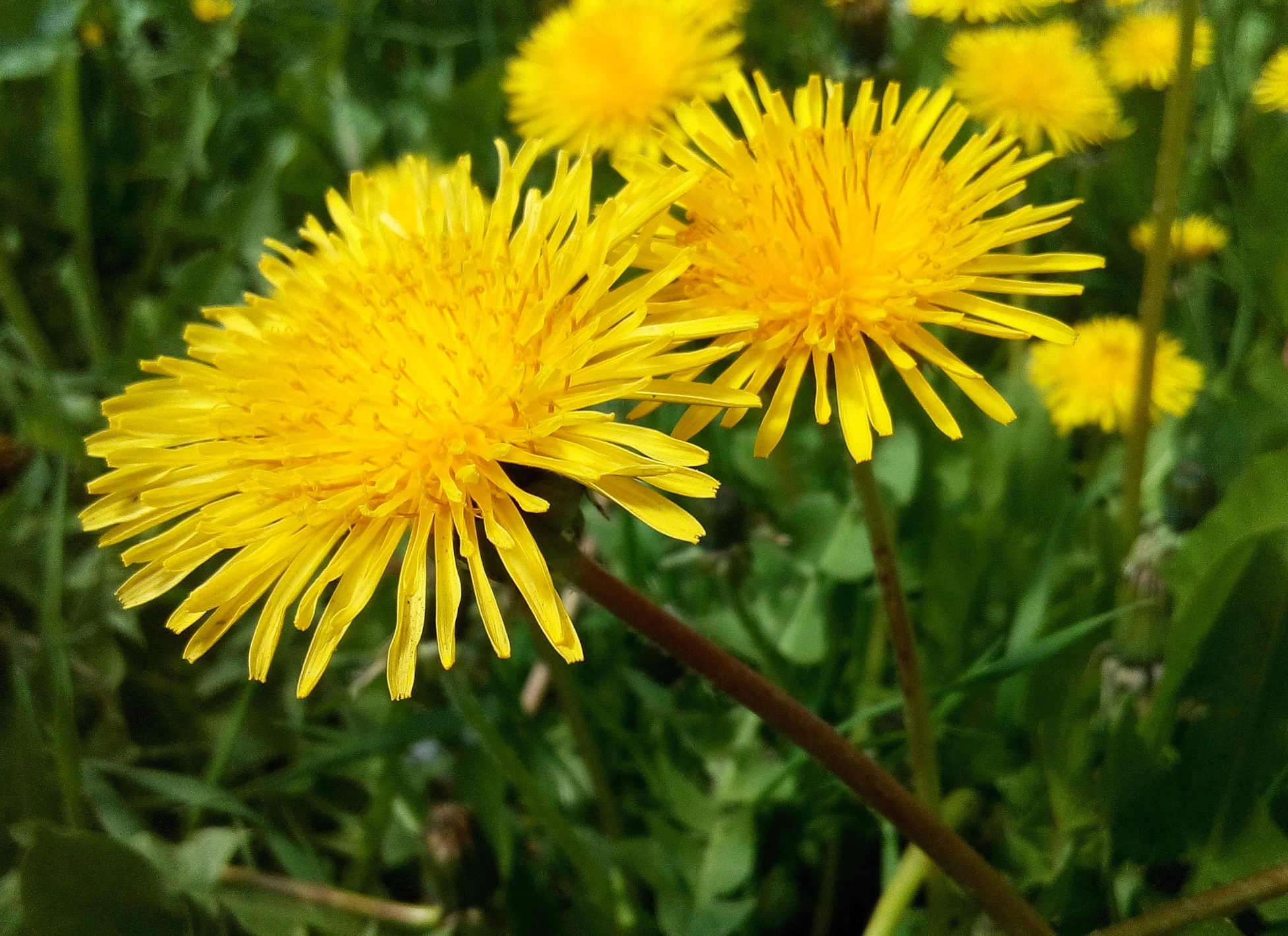 민들레즙 진액 효능