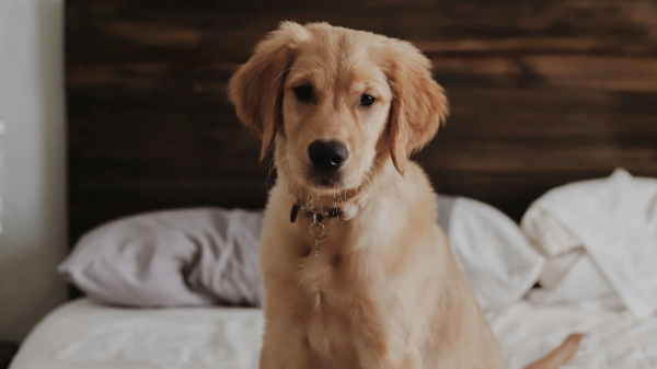 침대위의 강아지