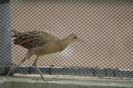 서식지 훼손이 우드퍼드 뜸부기에 미치는 구체적 영향