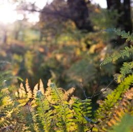 고사리 효능과 부작용 고르는법 칼로리