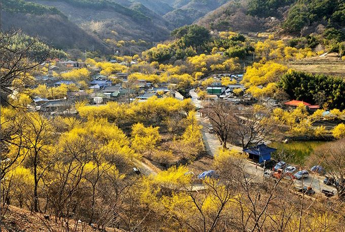 구례 산수유꽃 축제
