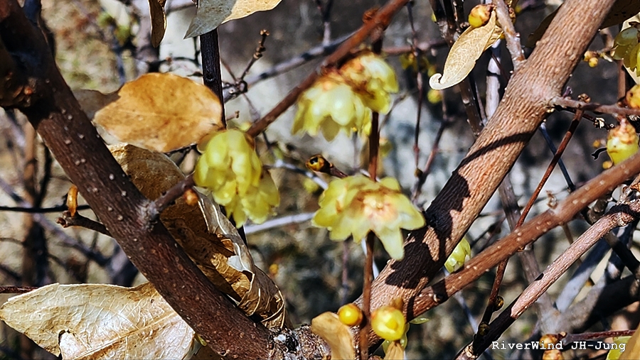 이름모르는 봄꽃