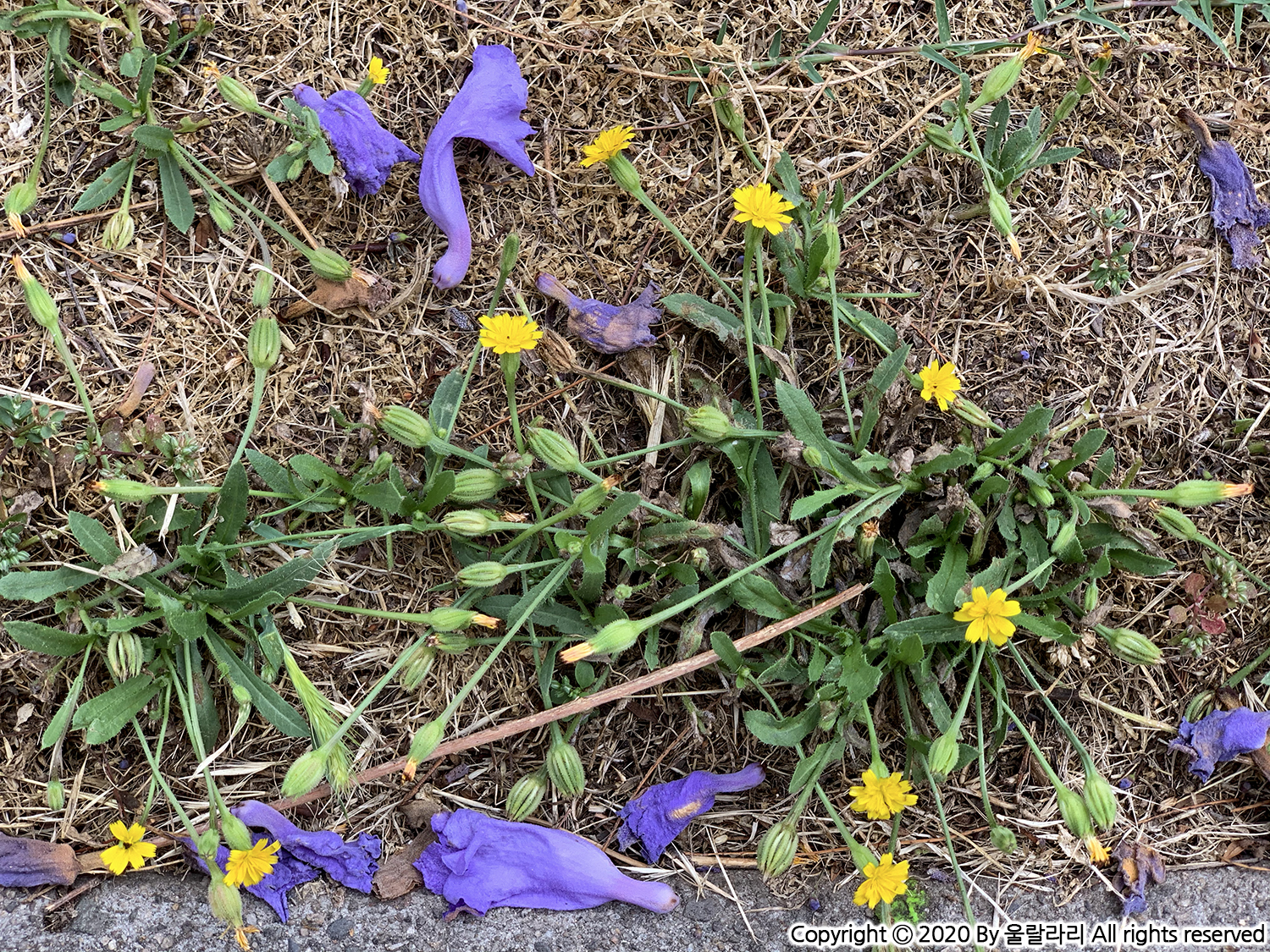 jacaranda blossom in orange county southern california