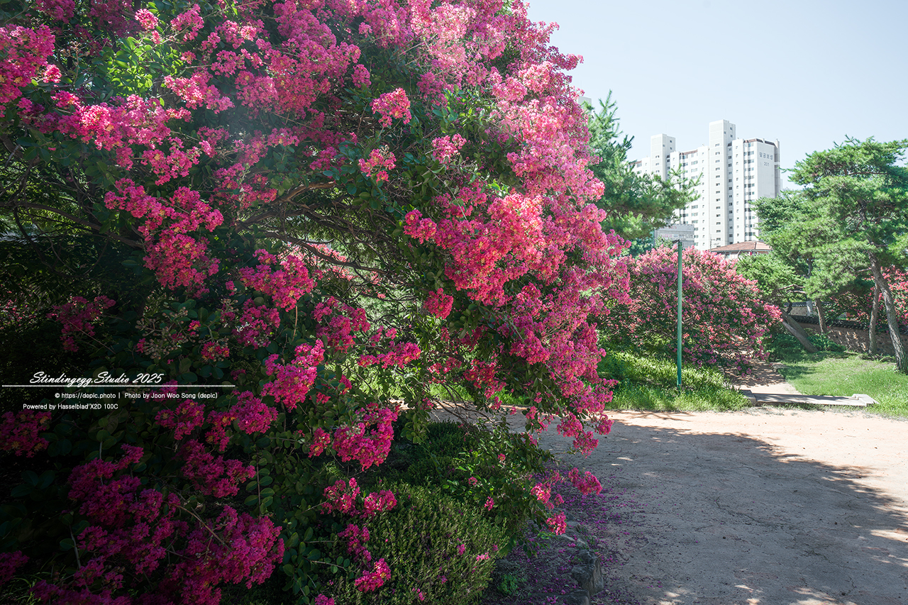 #대구 #신숭겸장군유적 #배롱 #꽃