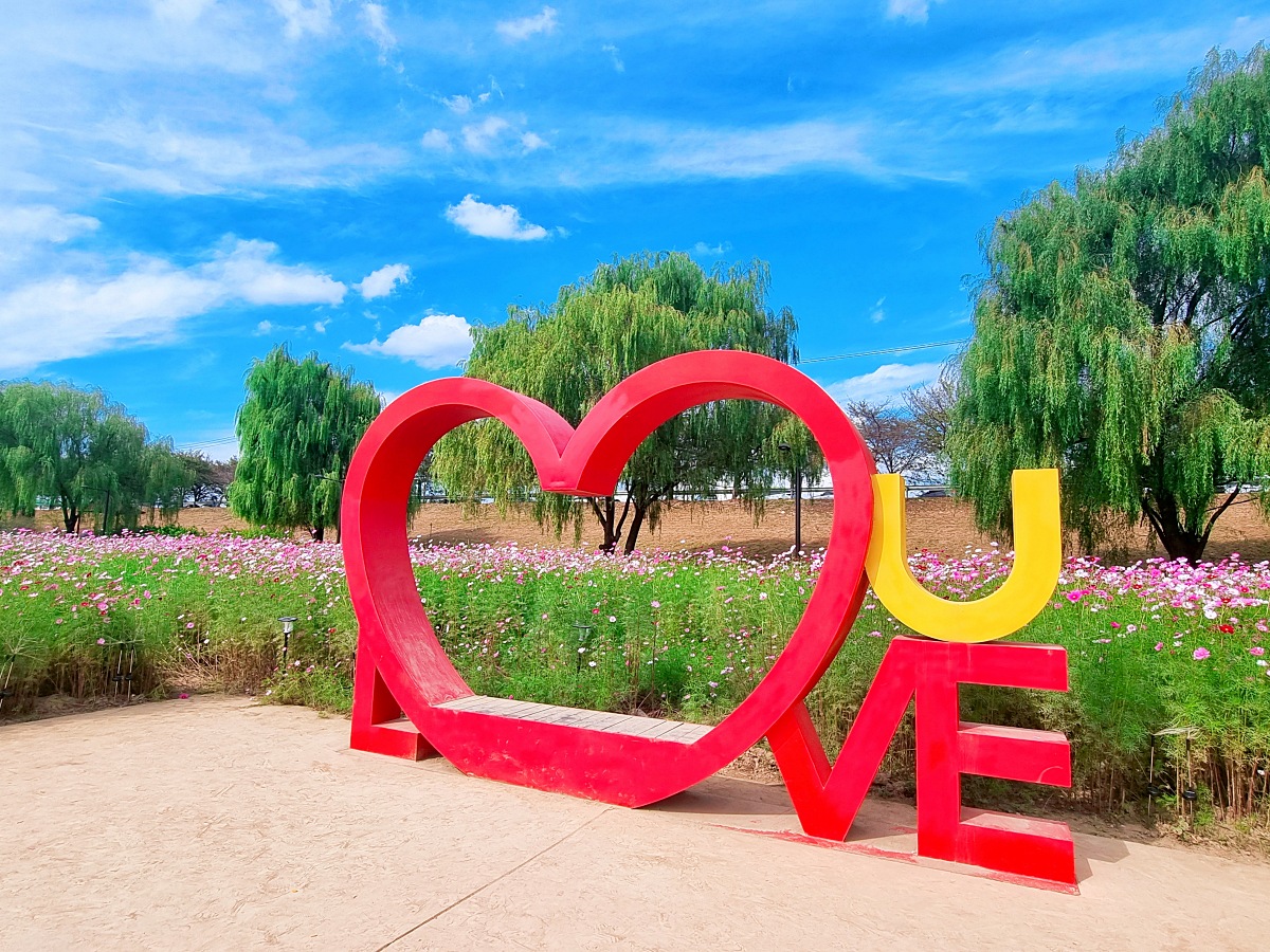 서울 근교 가을꽃 만발한, 경기도 고양시 강매석교공원 창릉천 코스모스축제