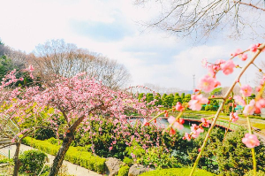 베어트리파크 봄꽃축제