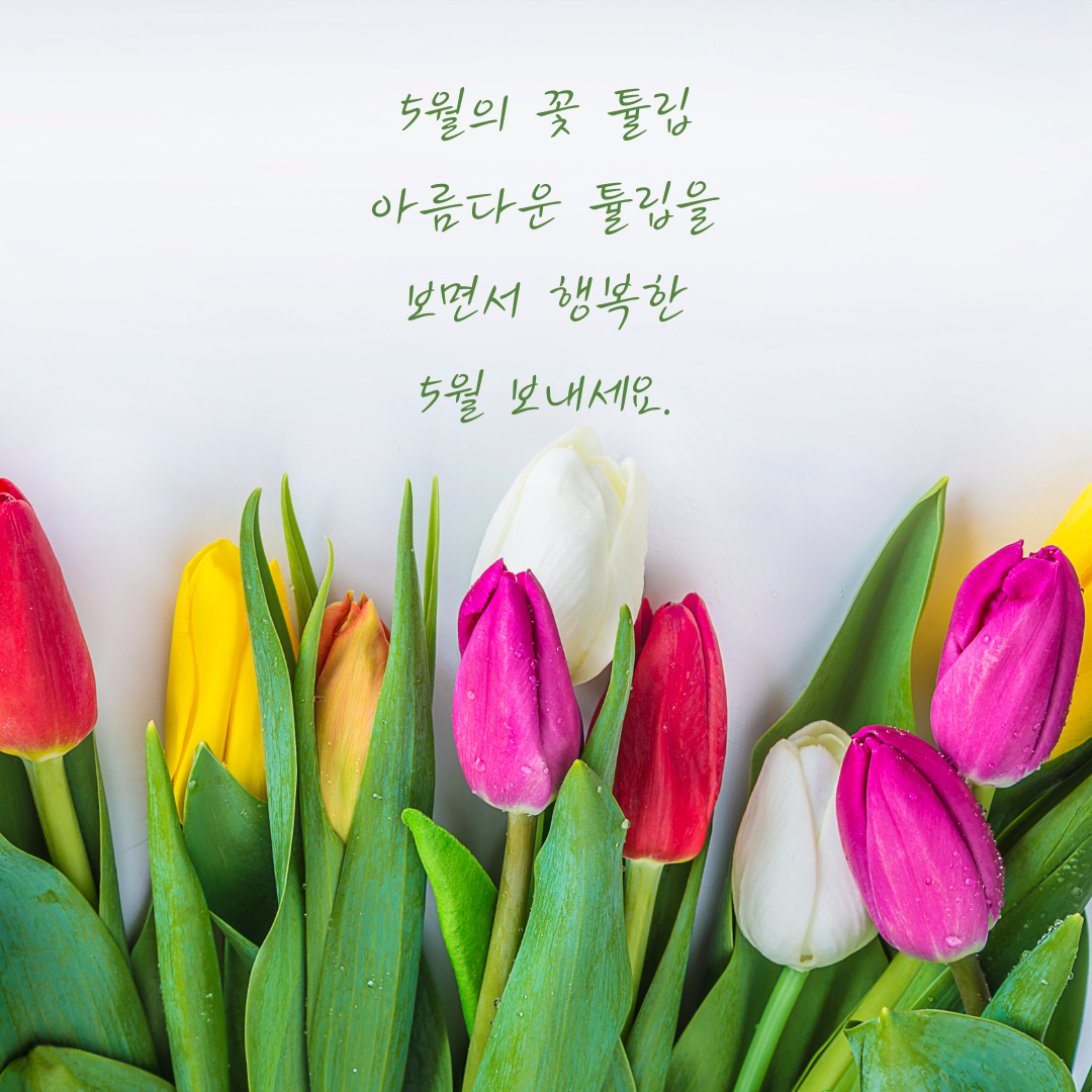 튤립 꽃말