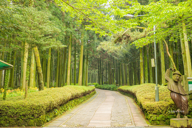 절물자연휴양림 관련 사진
