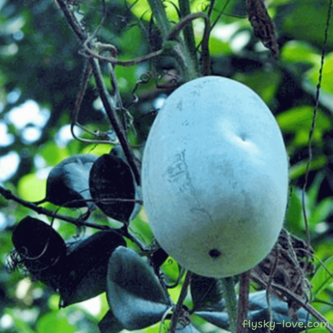 동과 (Winter Melon)