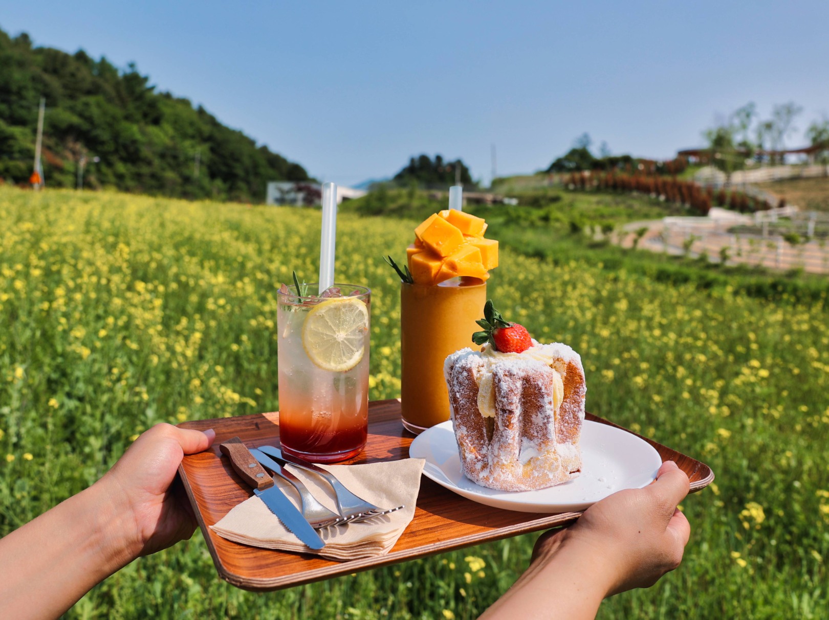 가평 양떼목장 유채꽃축제