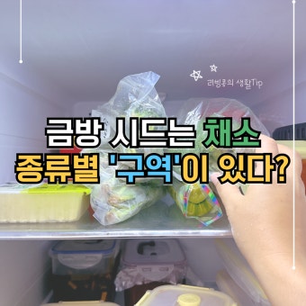 냉장고 속 채소 오래 보관하는 현실 방법