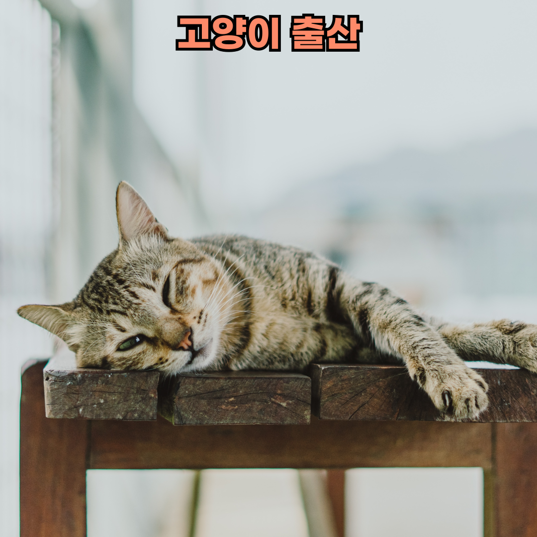 고양이 출산 보양식