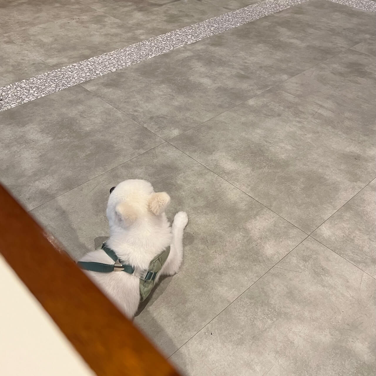 시흥 애견동반카페