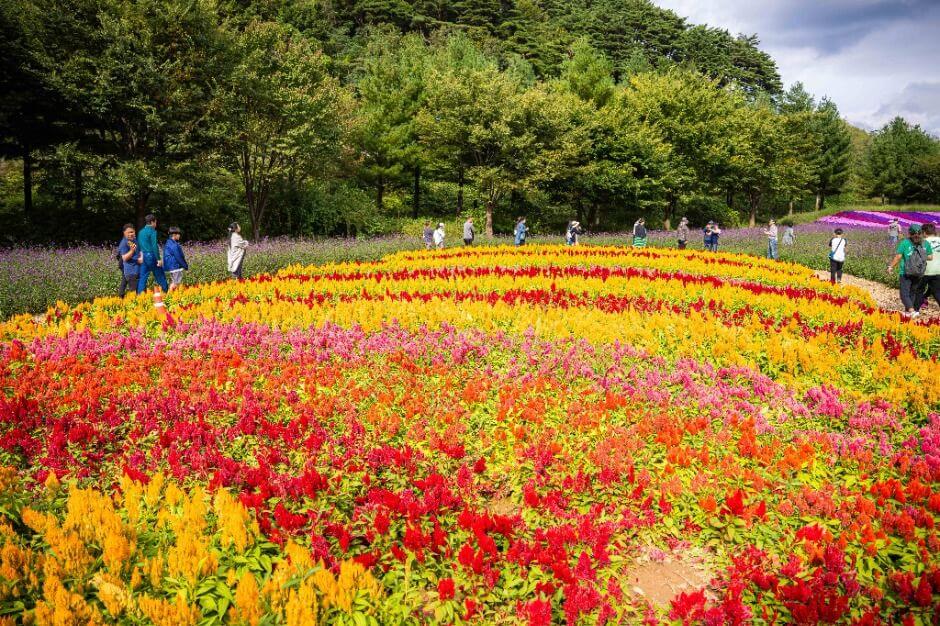 강원도 '인제 가을꽃축제' 언제야? 2025 일정과 포토존 코스 한눈에 보기
