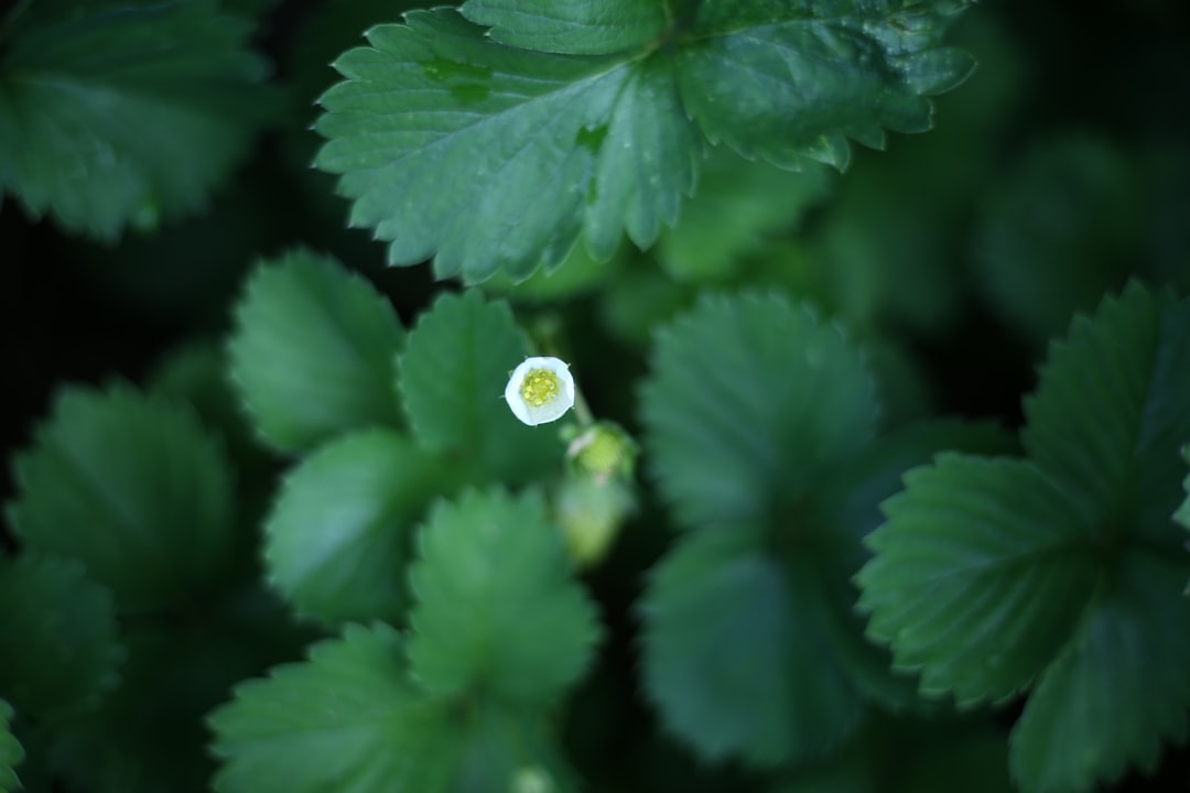 Rebirth