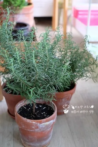 로즈마리 물주기 가지치기 환기관리 햇빛배치 주방 허브로 인기_5