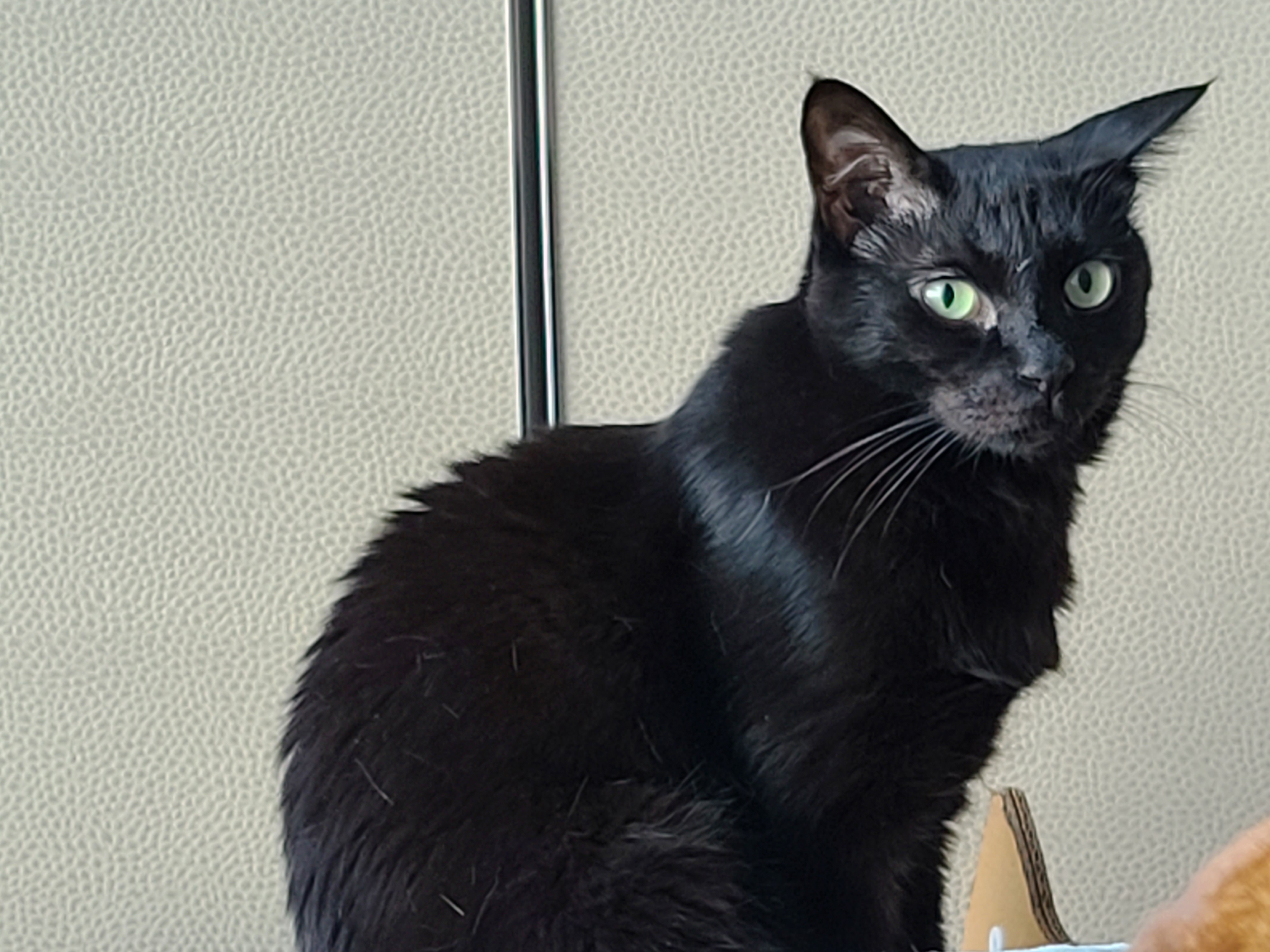 새벽에 창문을 연 이유는? 고양이 응아냄새의 심각성.