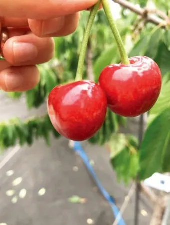 체리나무 재배법 건강한 과일 나무 키우기_8