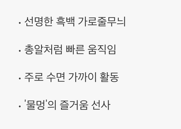 어항에 활력을 불어넣는 은빛 총알