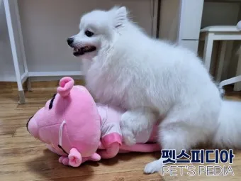 강아지 마운팅 이유 해결 방법_5