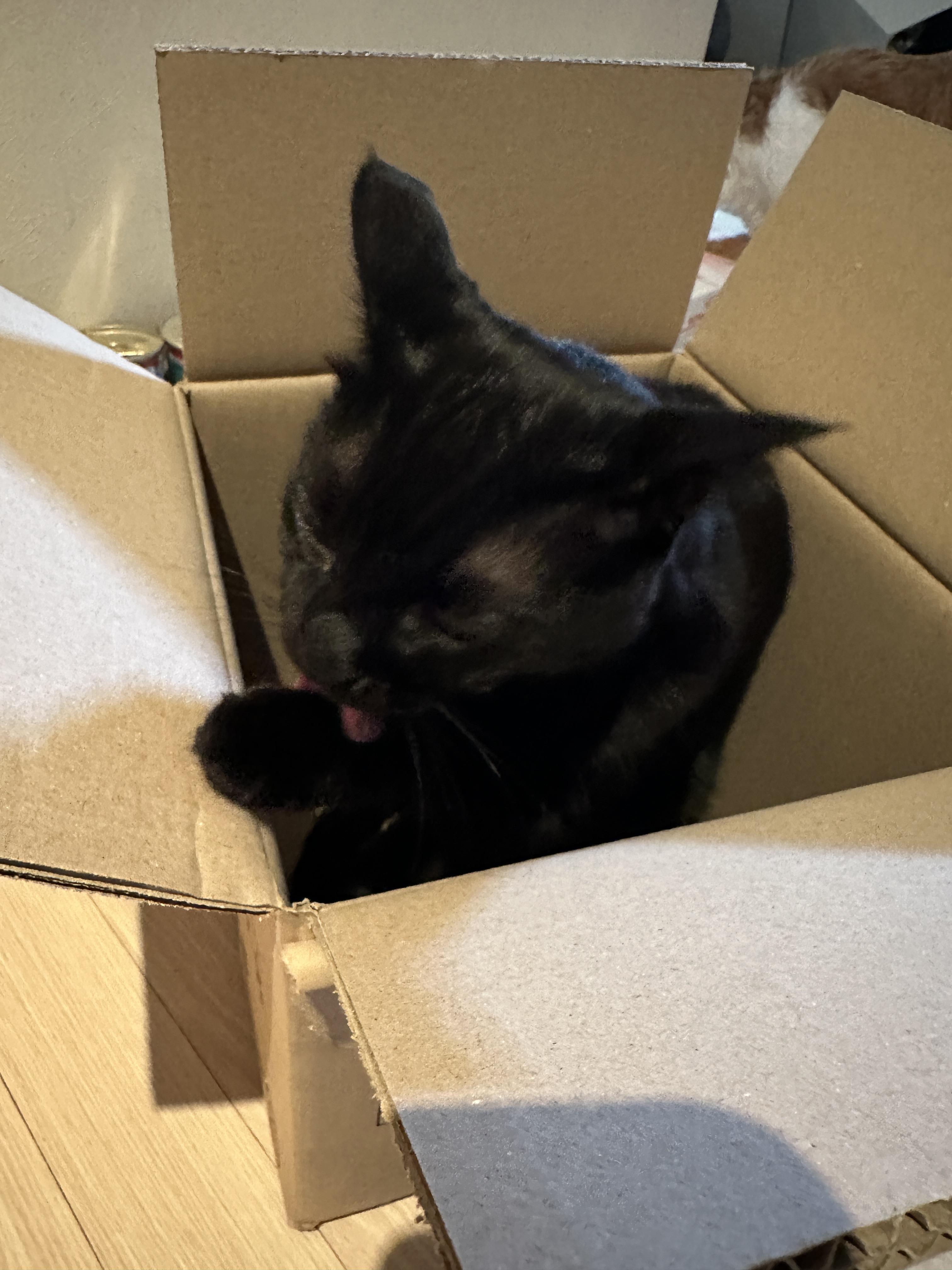 박스에 하품하러 들어간 두리와 건이 남매 (feat. 눈치있는 집사가 되자)