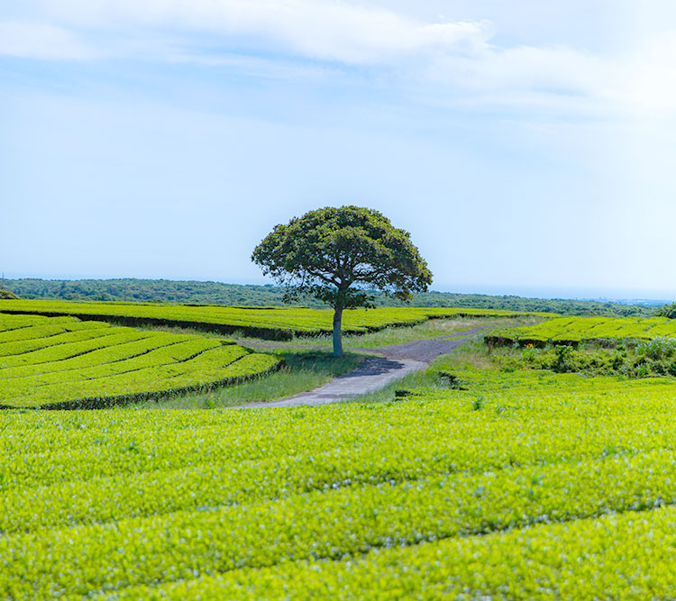 제주도-가볼만한곳-10곳-오설록티뮤지엄1