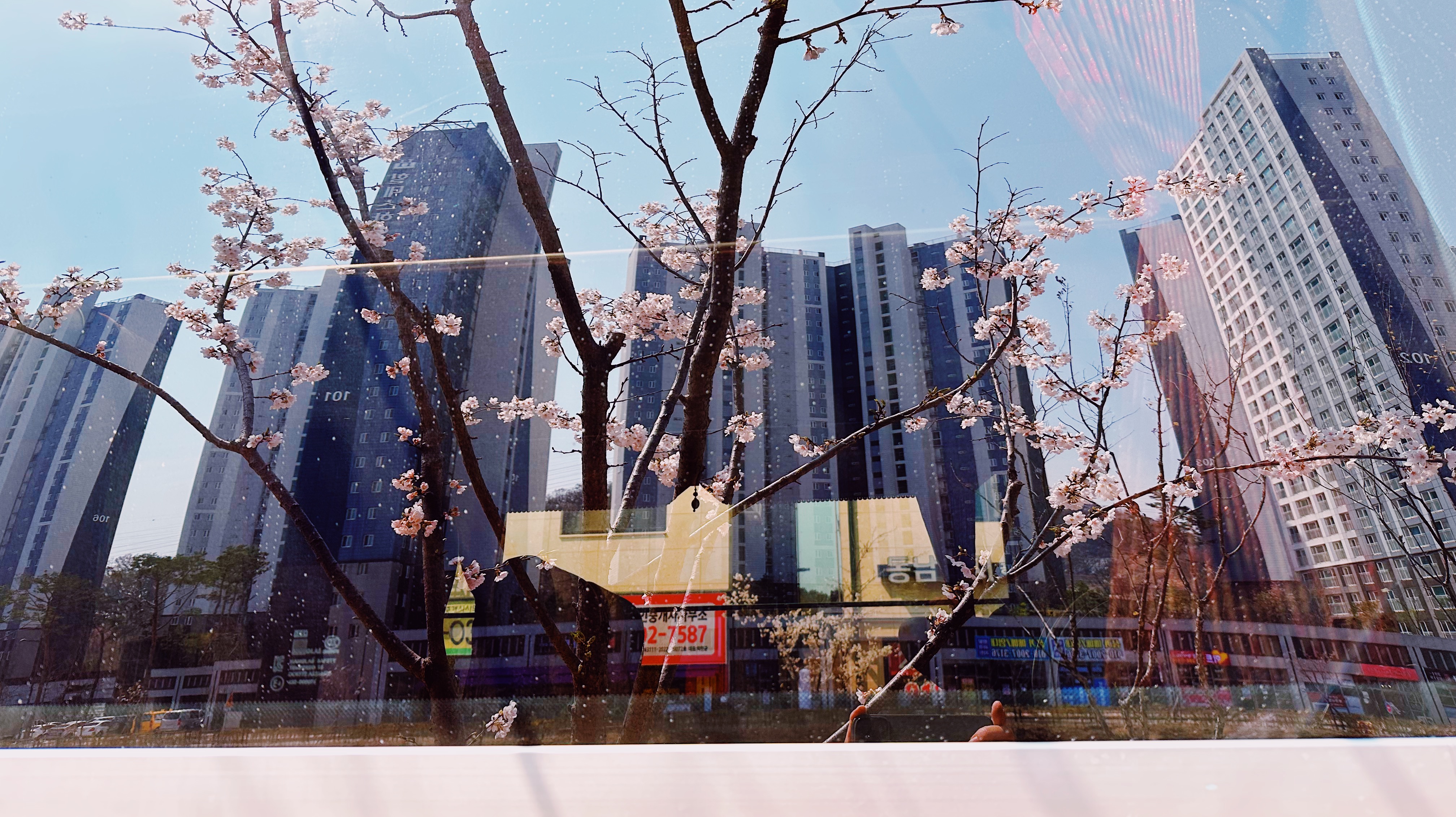 유리창에 비친 벚꽃..