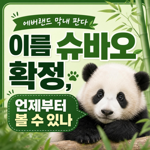 에버랜드 막내 아기 판다 슈바오 이름 확정 및 일반 공개 시점 안내