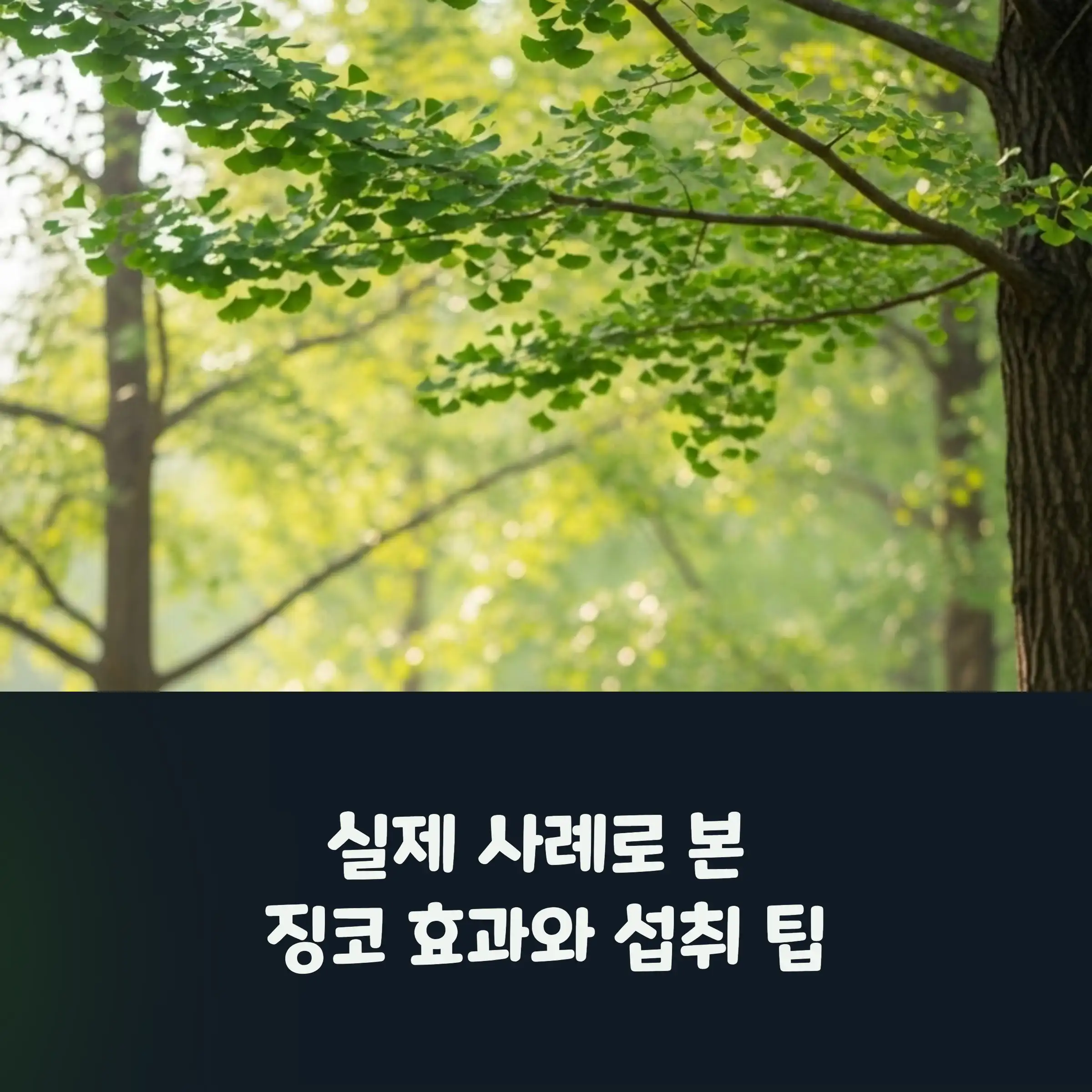 징코의 원천 은행나무