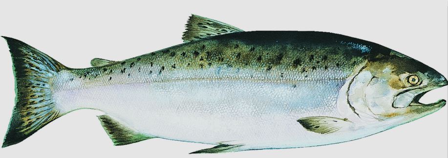 우울증 자가진단