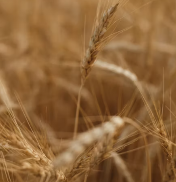 카무트 효소 효능 및 먹는법 총정리