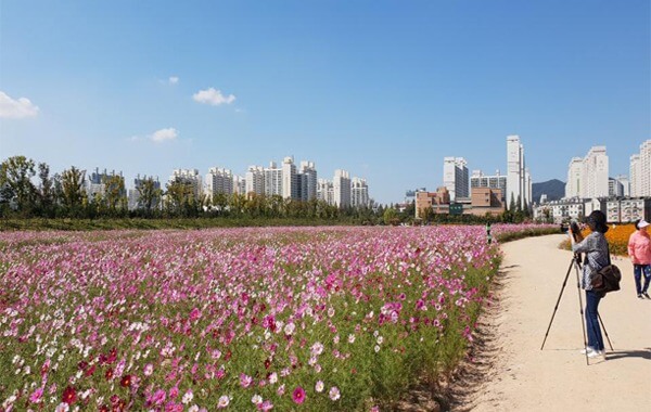 계양꽃마루 코스모스