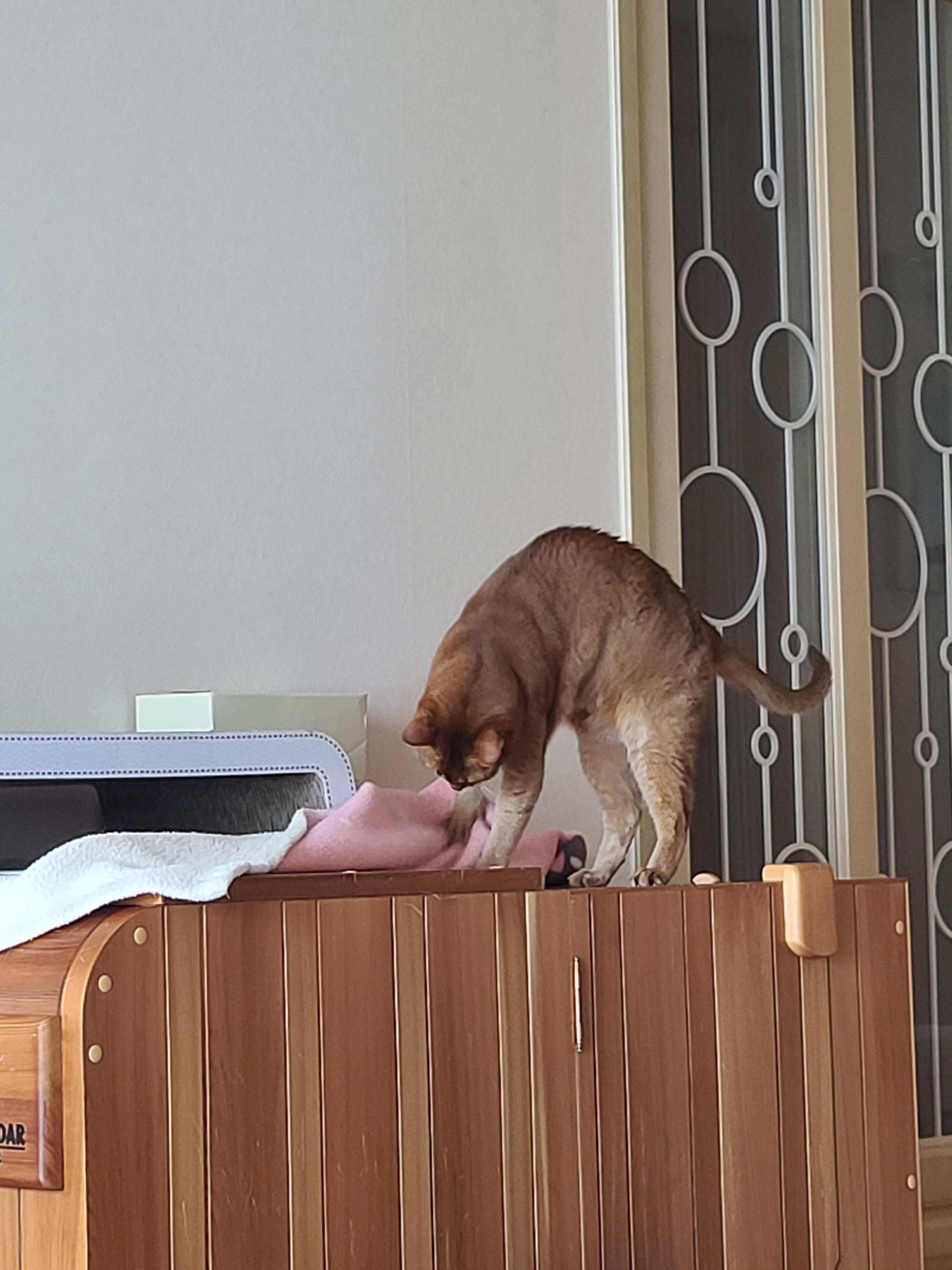 우리집엔 비싼 고양이들 숨숨집이 있다. 건식반신욕기 숨숨집.