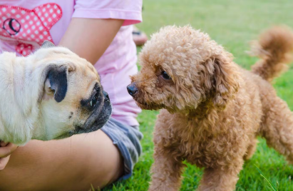 퍼그와 토이 푸들