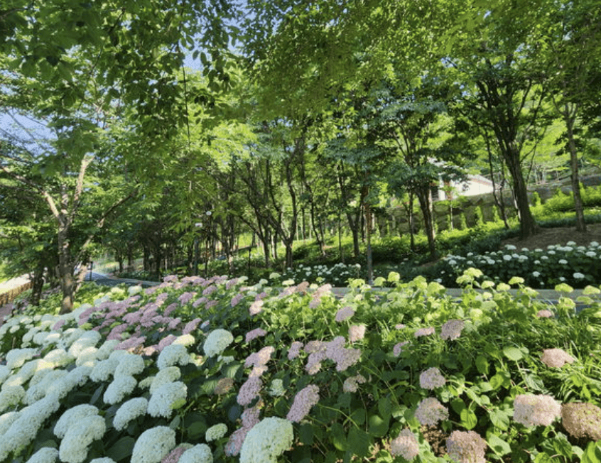 진주 월아산 수국축제