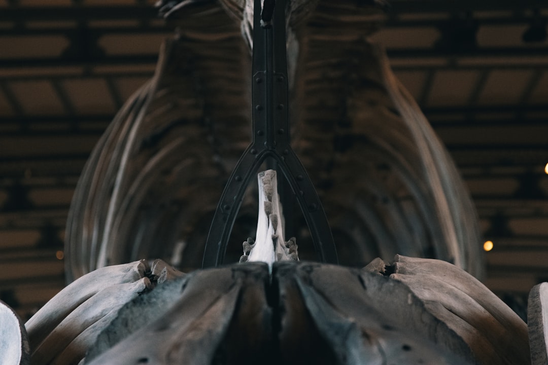 Nasal bone.