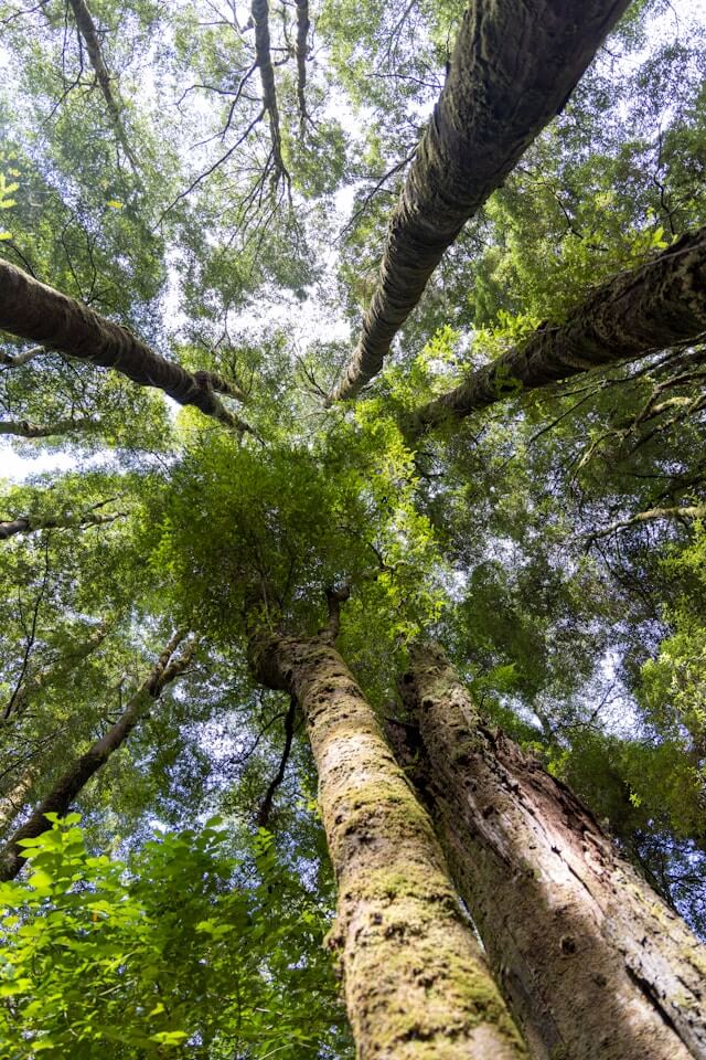 산림복지서비스이용권 조건확인하기
