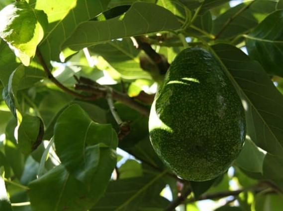아보카도 오일 포만감 효과